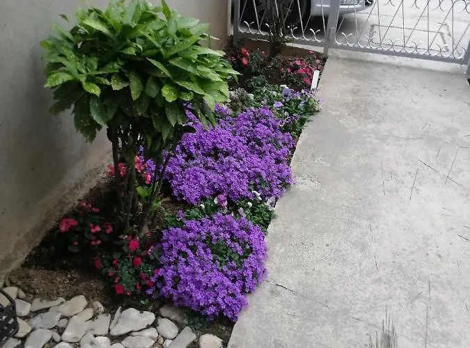 Visoka * سبليت